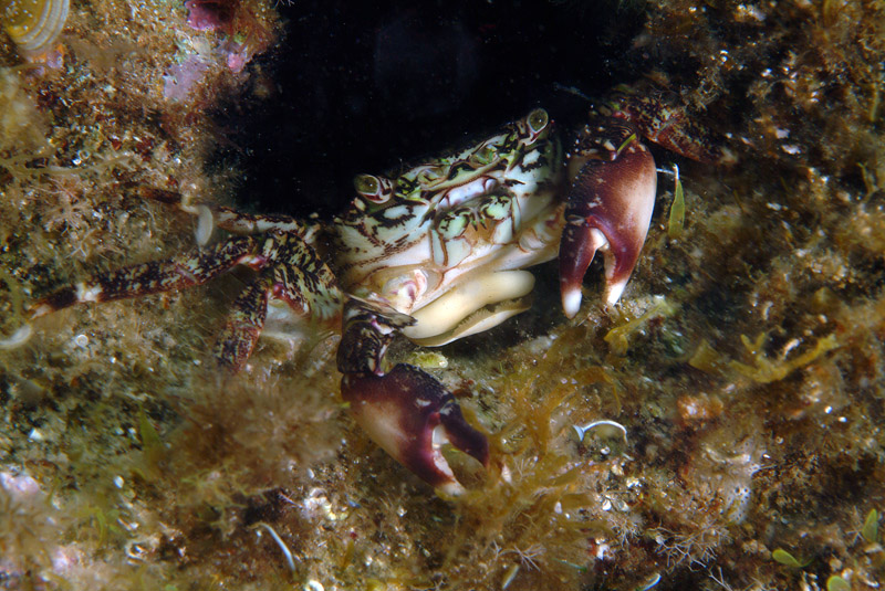 Sacculina su Pachygrapsus marmoratus